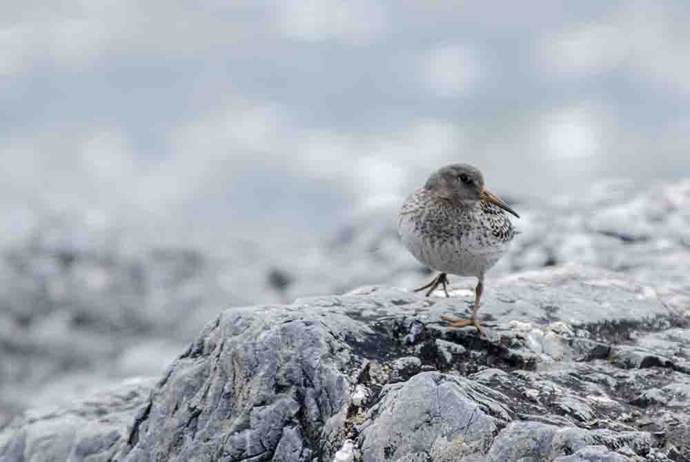 Dunlin o Calidris Alpina - islas Svalbard - Noruega 2.jpg